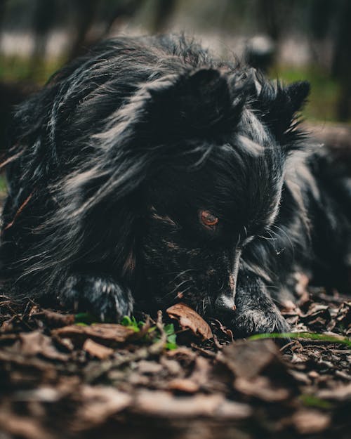 Close up of Black Dog