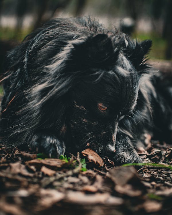 Close up of Black Dog