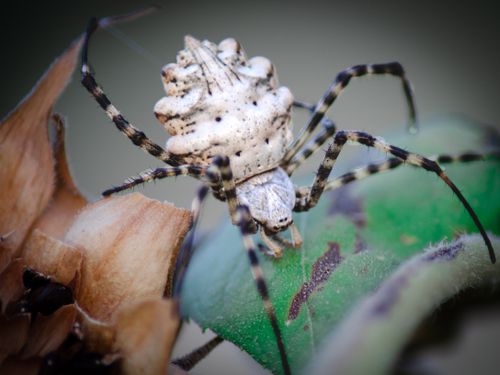 Free A detailed close-up of a white spider with black markings on a leaf, shot in Béziers, France. Stock Photo