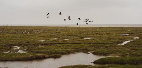 A Flock of Birds Flying over a Marsh