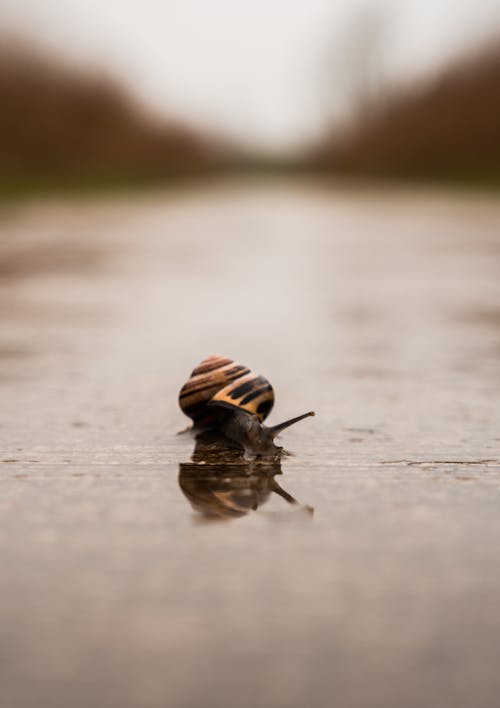 Fotobanka s bezplatnými fotkami na tému bezstavovce, hmyz, malý