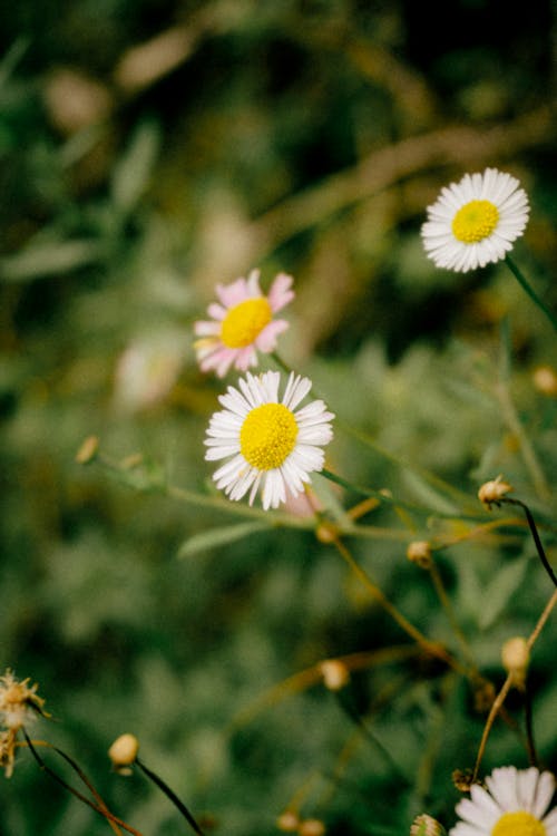 Kostenloses Stock Foto zu blumen, feld, flora