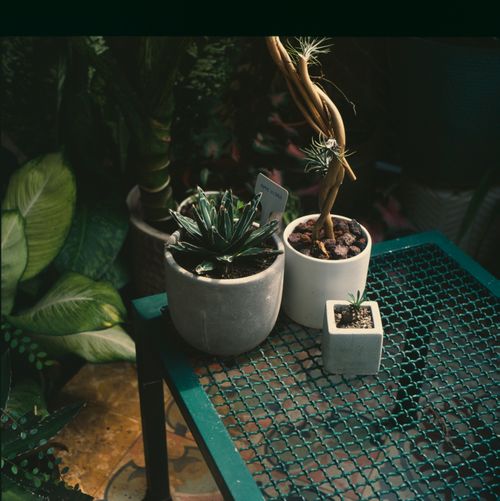 Free Three potted plants on a green metal table, surrounded by foliage indoors. Stock Photo