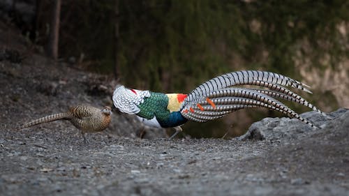 Gratis lagerfoto af fasaner, frieri, fugle