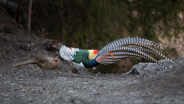 Pair of Birds during Courtship 