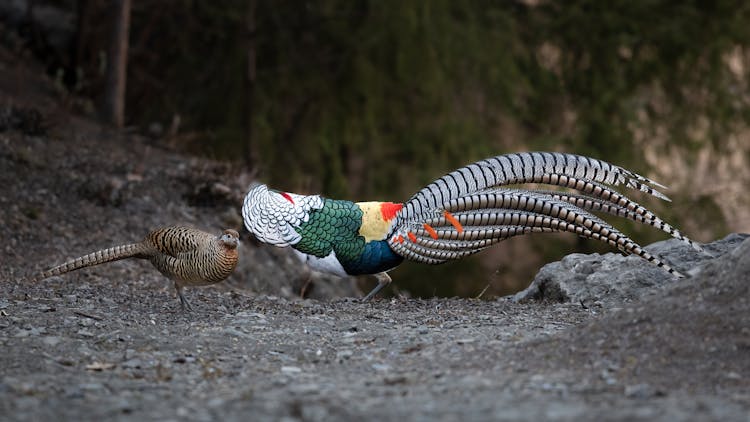 Pair Of Birds During Courtship 