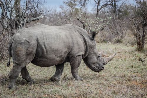 Kostenloses Foto Zum Thema Afrika Nashorn Safari kostenloses-foto-zum-thema-afrika-nashorn-safari