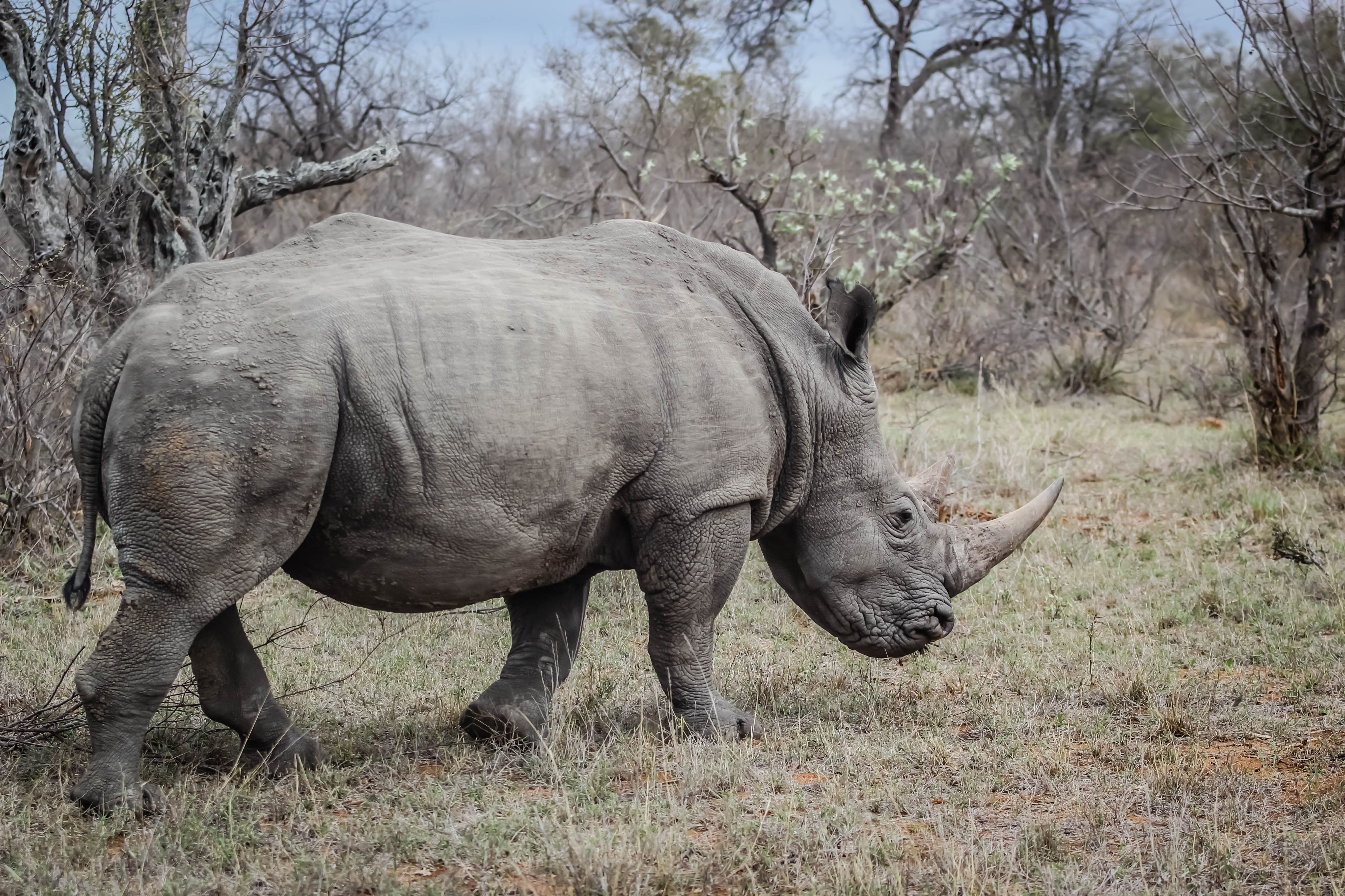 Kostenloses Foto Zum Thema Afrika Nashorn Safari