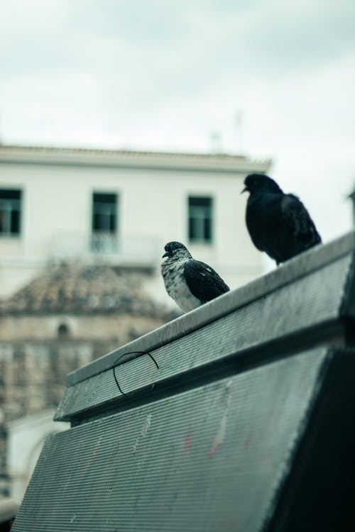 Fotobanka s bezplatnými fotkami na tému holuby, sedenie, strecha