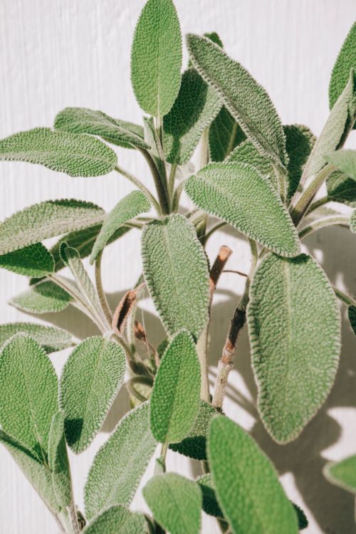 Free Detailed close-up of vibrant green sage leaves against a white background, showcasing texture. Stock Photo