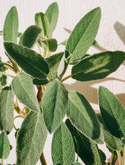 Free A detailed close-up of vibrant green sage leaves against a bright white background, showcasing natural textures. Stock Photo