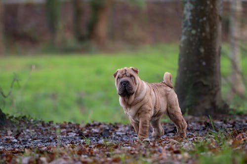 Dog at Park