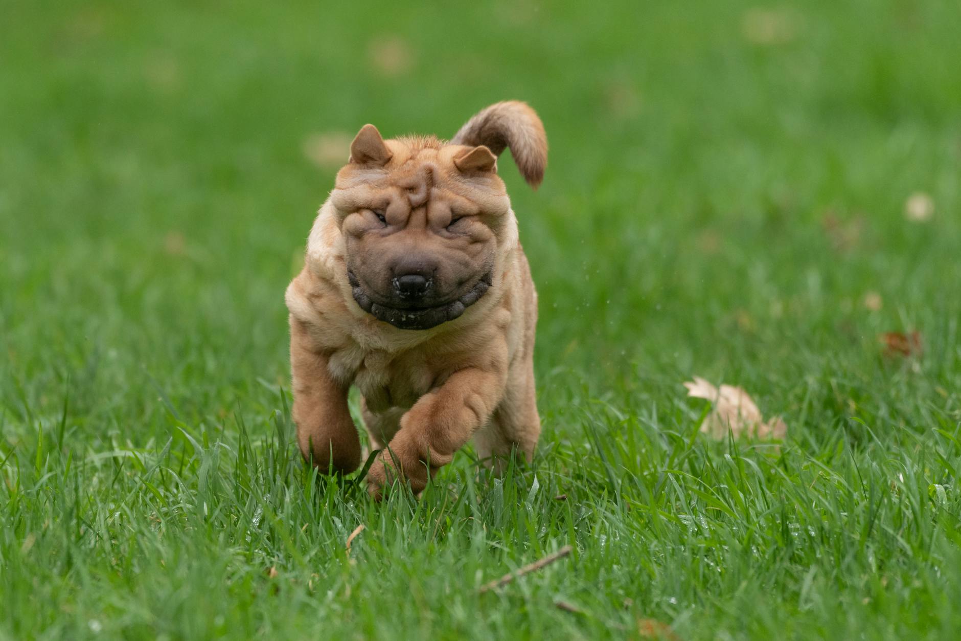 Shar Pei - Shar Pei puppy