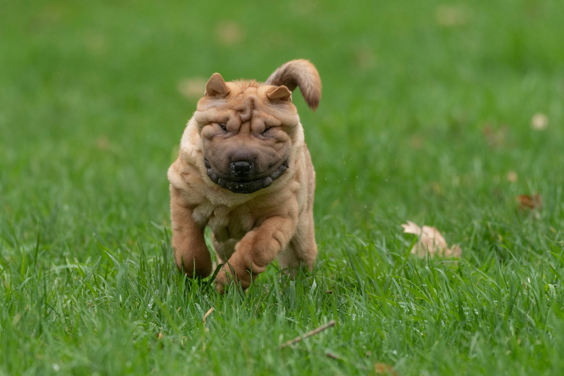 Söt Shar Pei-hund som springer på gräs