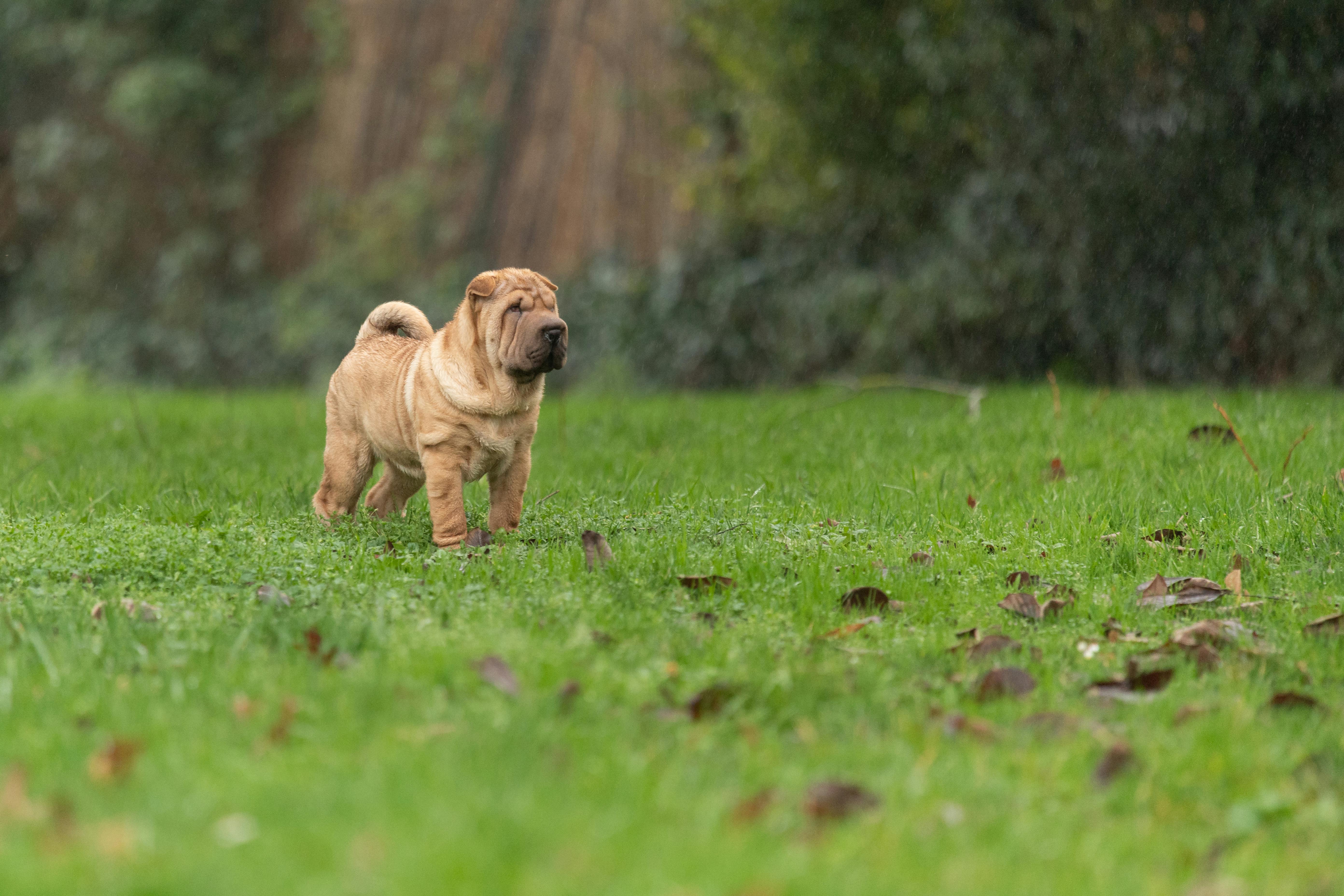 A cute Shar Pei puppy stands on lush green grass, surrounded by nature in a serene park setting.