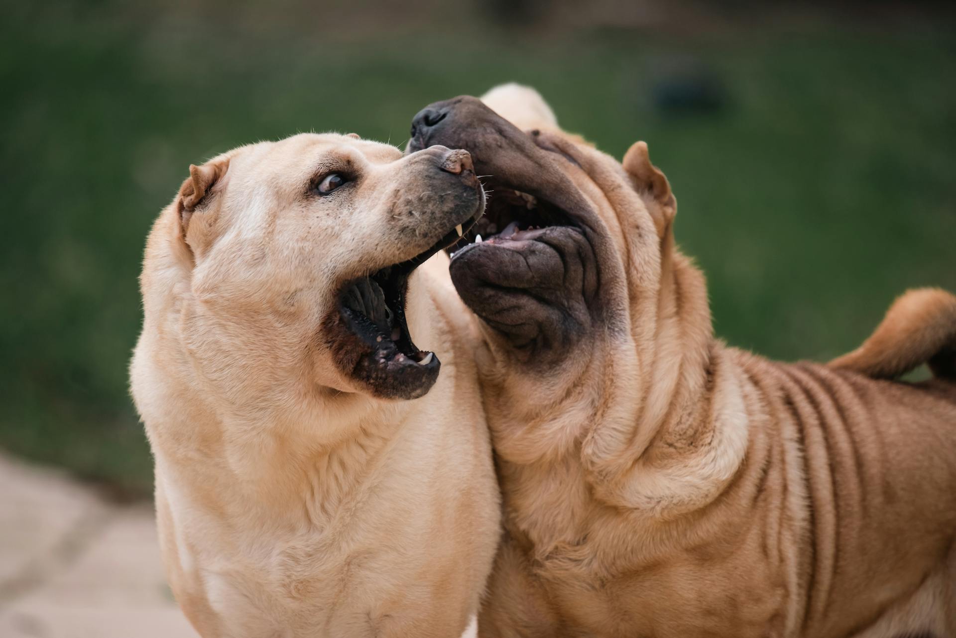 Dogs Playing Together