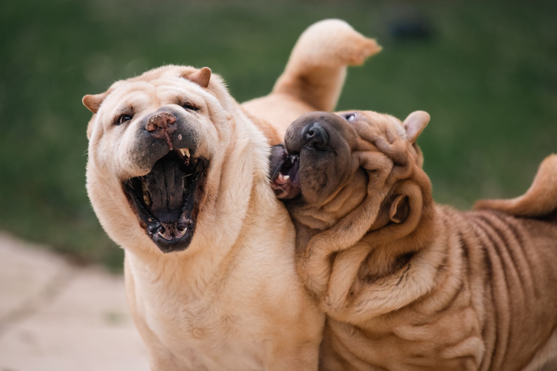 pexels-photo-16024344 Squishface Flexible Silicone Dog Wrinkle Paste Applicator Review: What to Check Before Buying