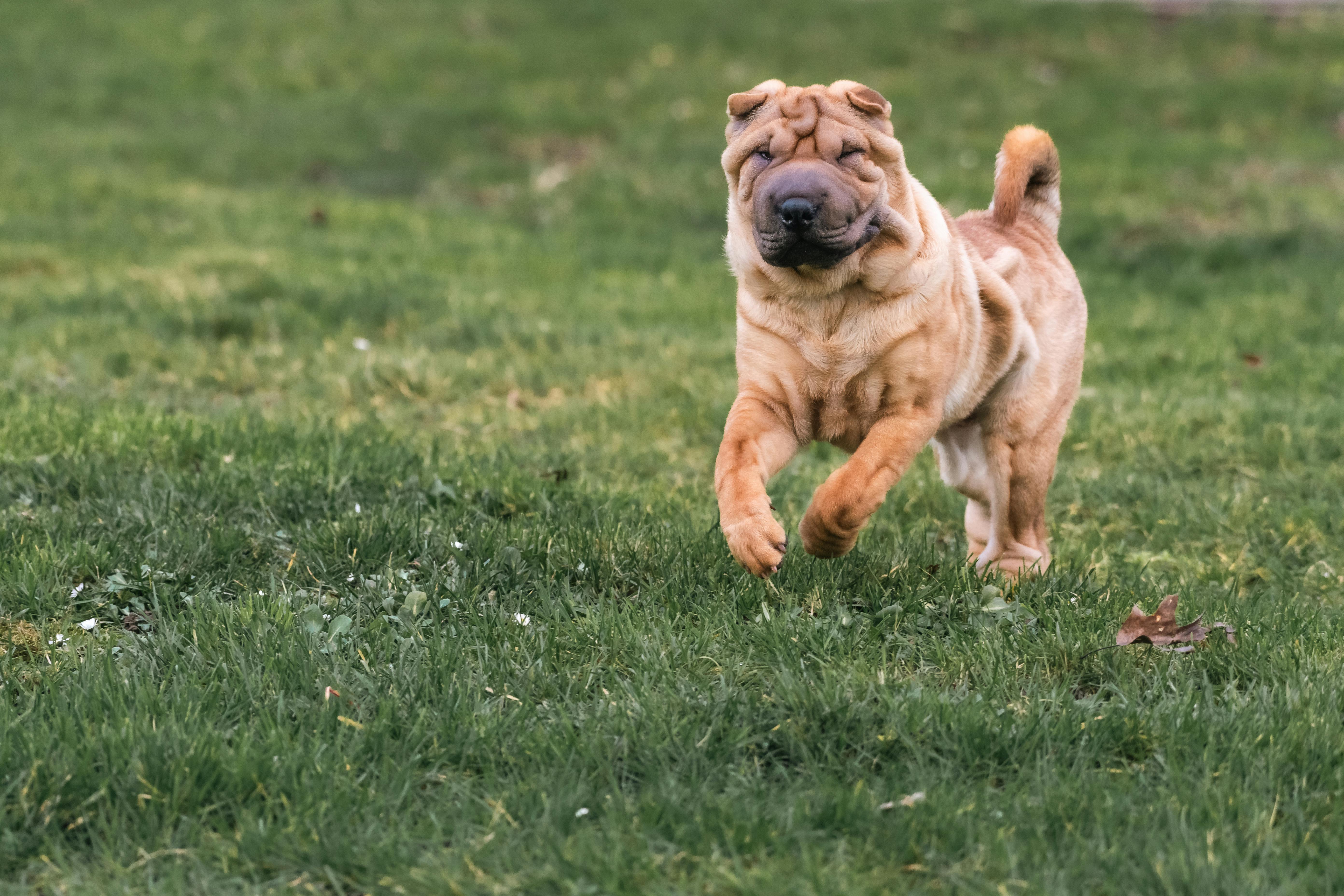 A lively Shar Pei dog joyfully runs across a lush green field, captured in action.