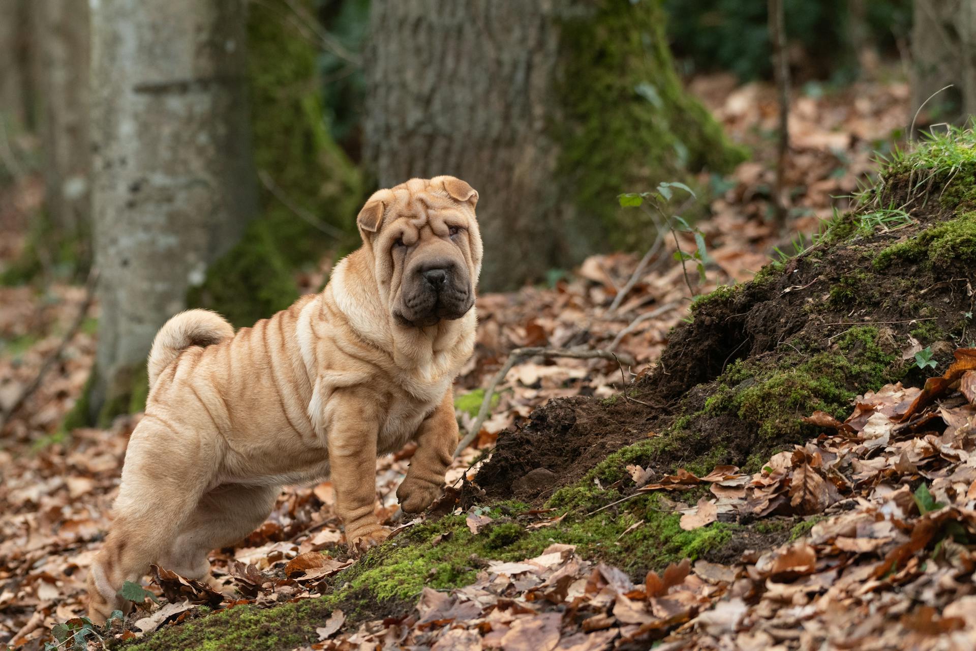 Shar Pei-hund i skogen