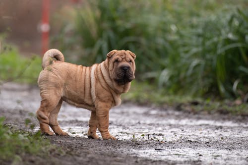 Gratis stockfoto met achtergrond, blubber, dierenfotografie