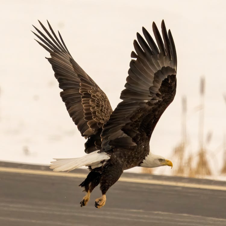 Flying Bald Eagle