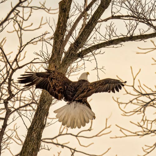 Darmowe zdjęcie z galerii z bielik amerykański, drzewo, latanie