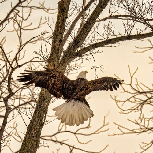 Kostnadsfri bild av djur, fågel, flygande