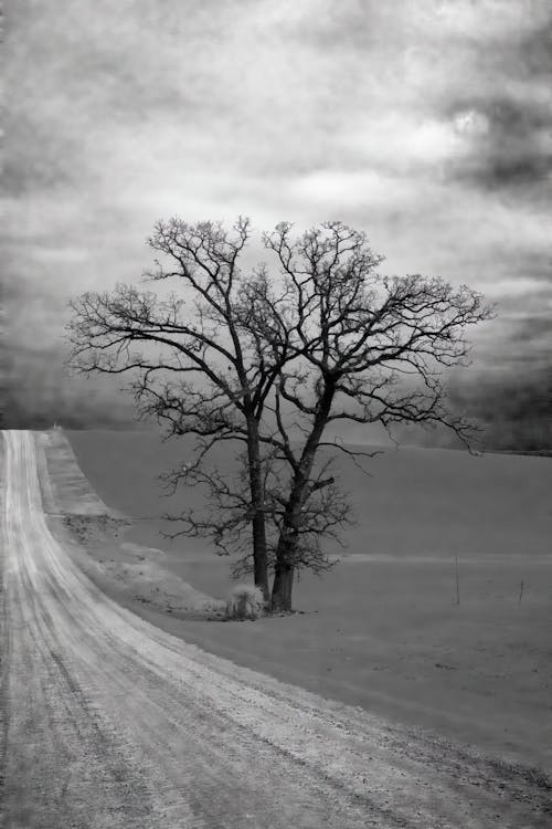Foto d'estoc gratuïta de arbre, blanc i negre, camí de carro
