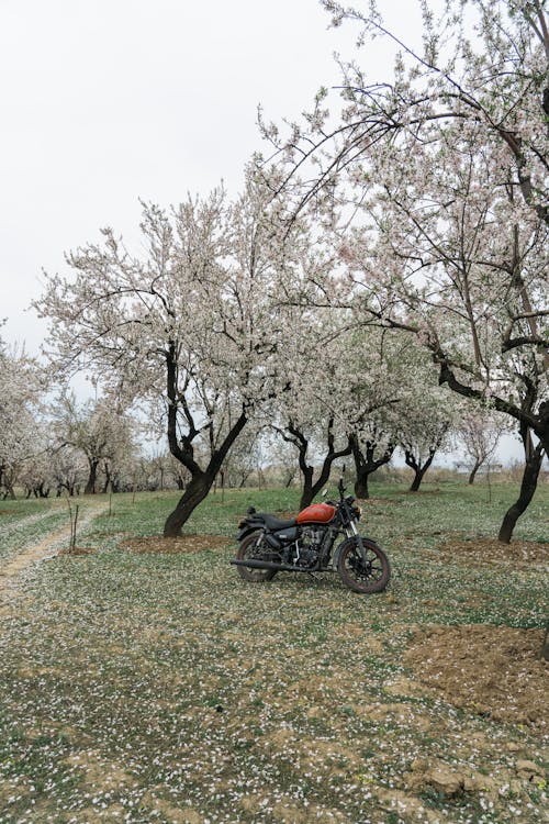 Foto d'estoc gratuïta de arbres, cirera, molla