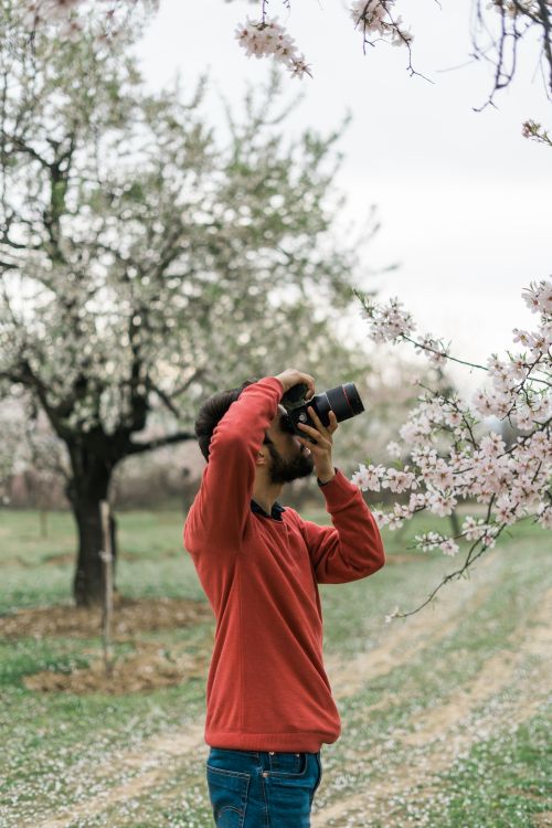 Free Man taking photos of blooming trees in a lush orchard during springtime. Stock Photo