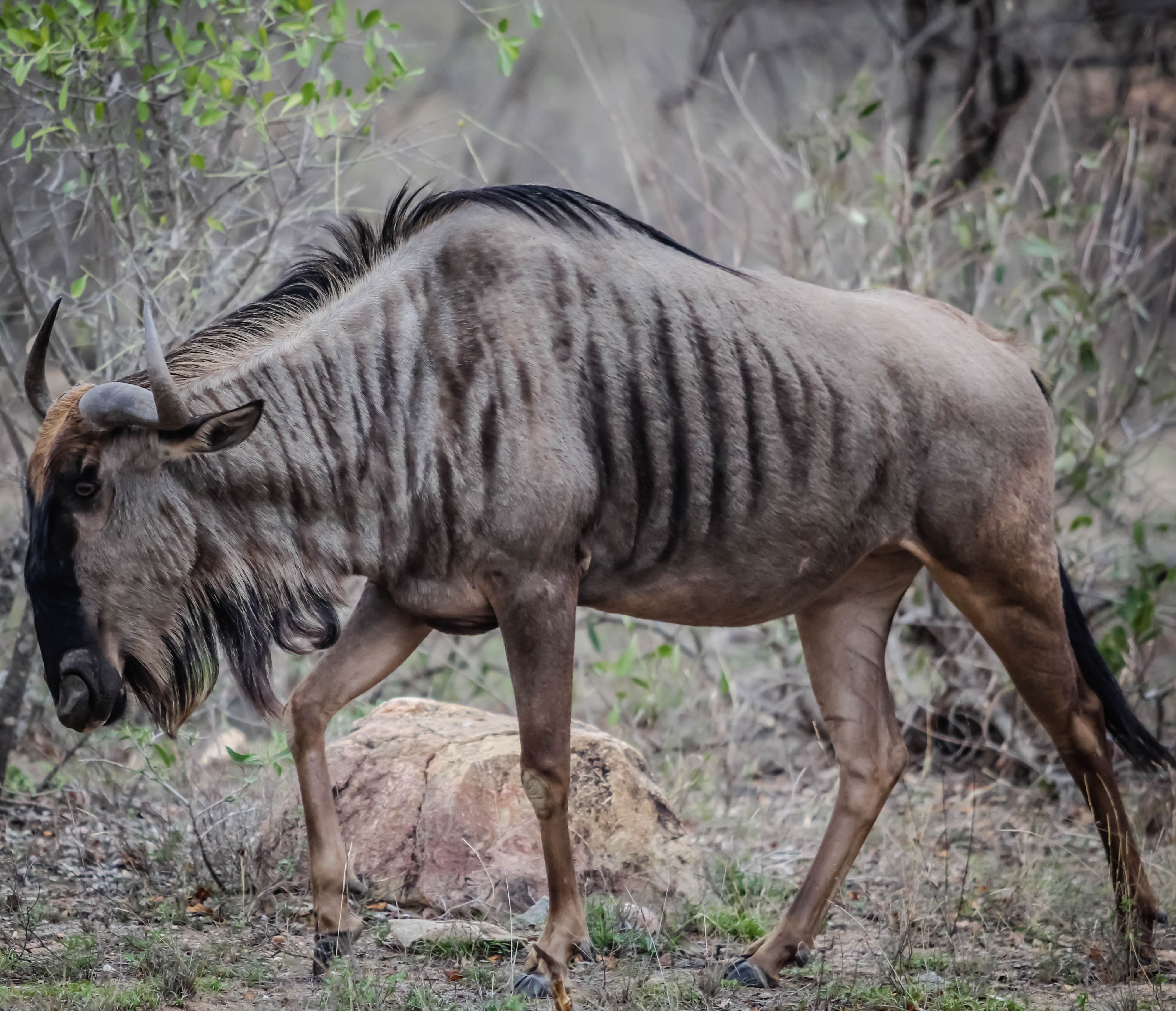 free-stock-photo-of-africa-safari-south-africa