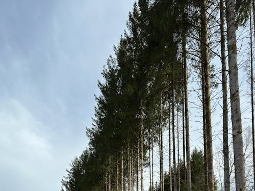 Imagine de stoc gratuită din acoperit de nori, arbori, cer