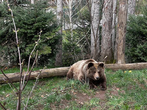 Foto d'estoc gratuïta de animal, arbres, esbalagant