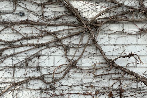 Dry Branches of a Climbing Plant on a Brick Wall