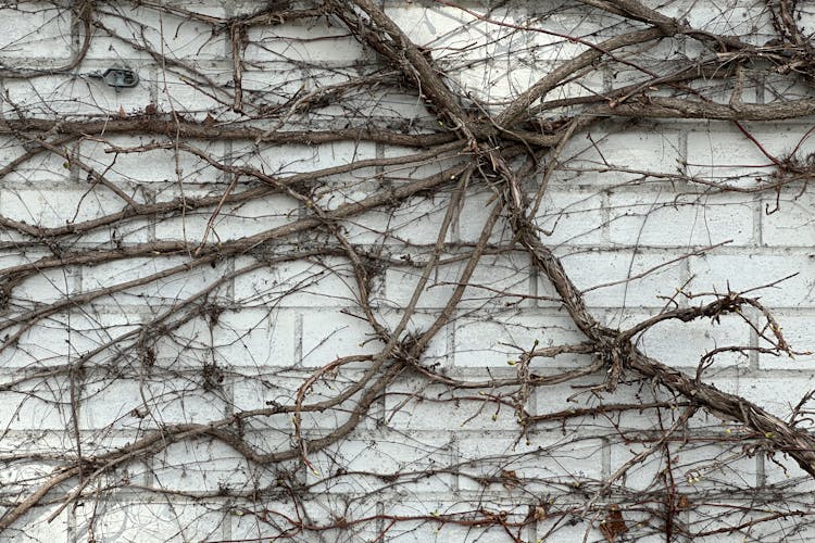 Dry Branches Of A Climbing Plant On A Brick Wall