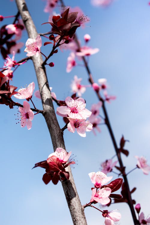 Photos gratuites de arbre, branches, cerise