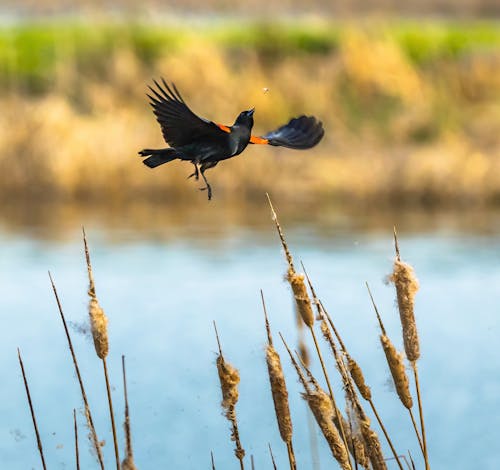 Blackbird Flying over the Lake