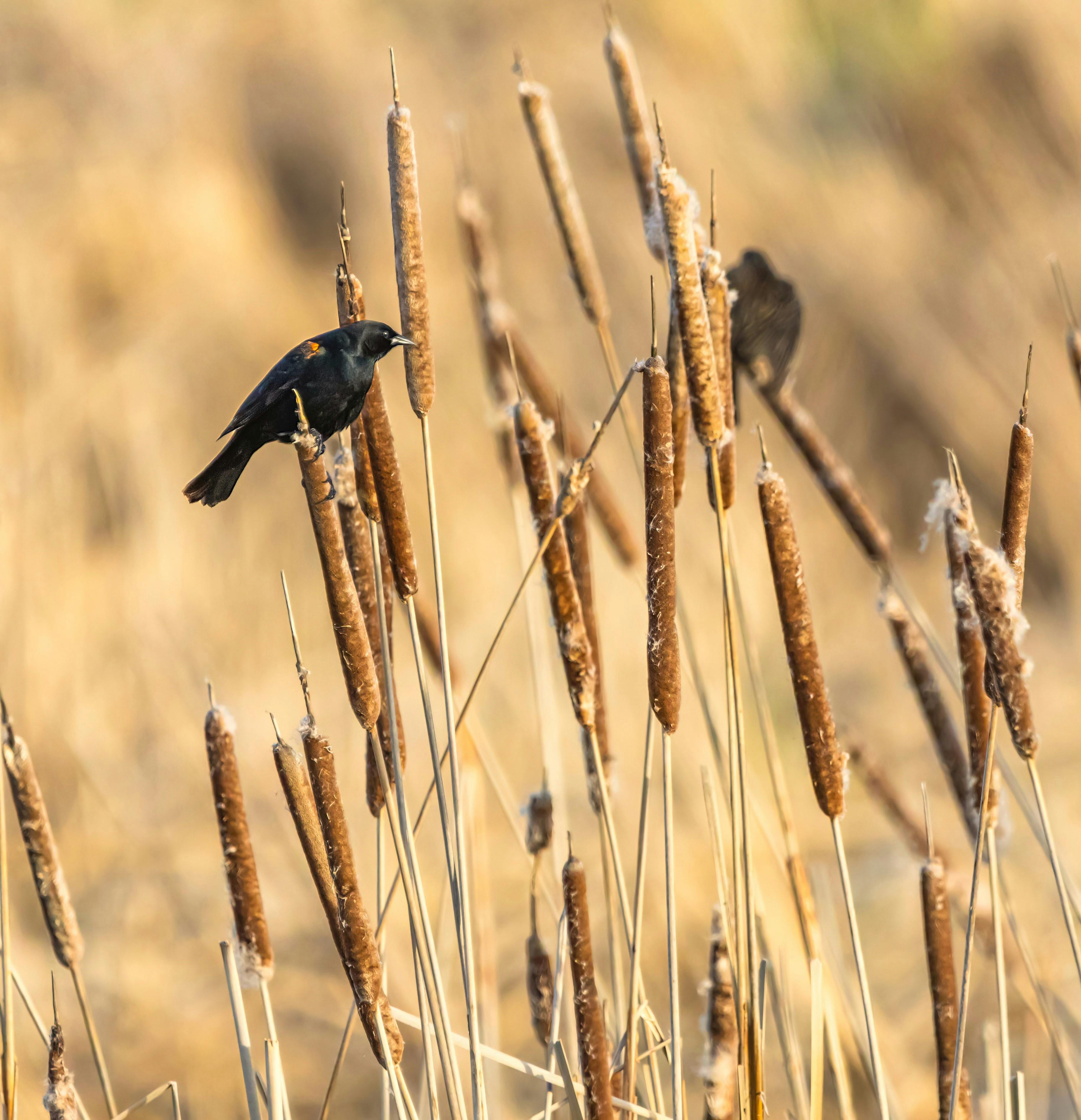RedWinged Blackbirds Sitting on Cattails · Free Stock Photo