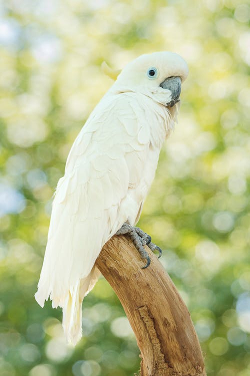 동물 사진, 모바일 바탕화면, 새의 무료 스톡 사진