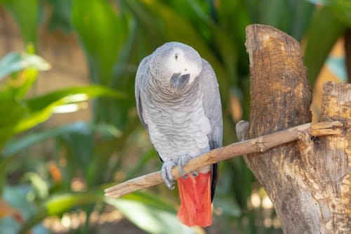 Grey Parrot in Nature