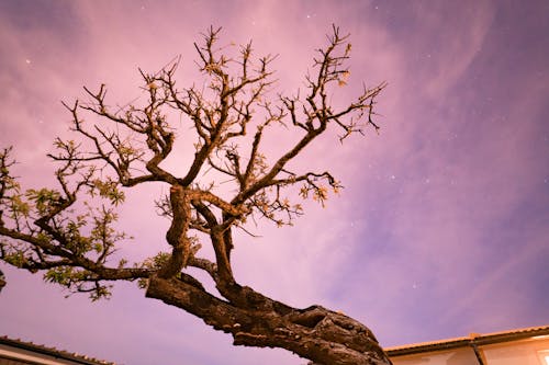 구름, 나무, 로우앵글 샷의 무료 스톡 사진