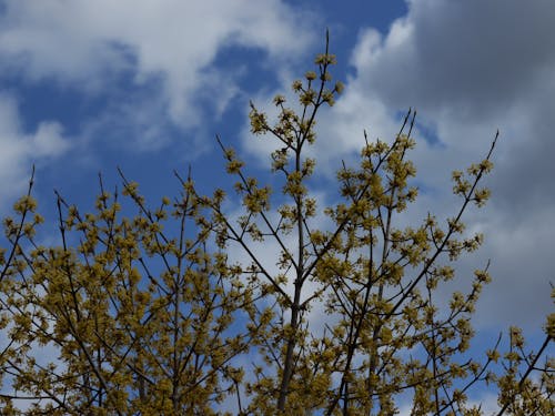 Ücretsiz ağaç, bulutlar, dallar içeren Ücretsiz stok fotoğraf Stok Fotoğraflar