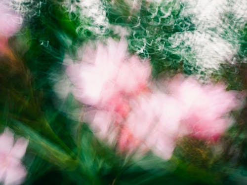 Blurred, Pink Flowers