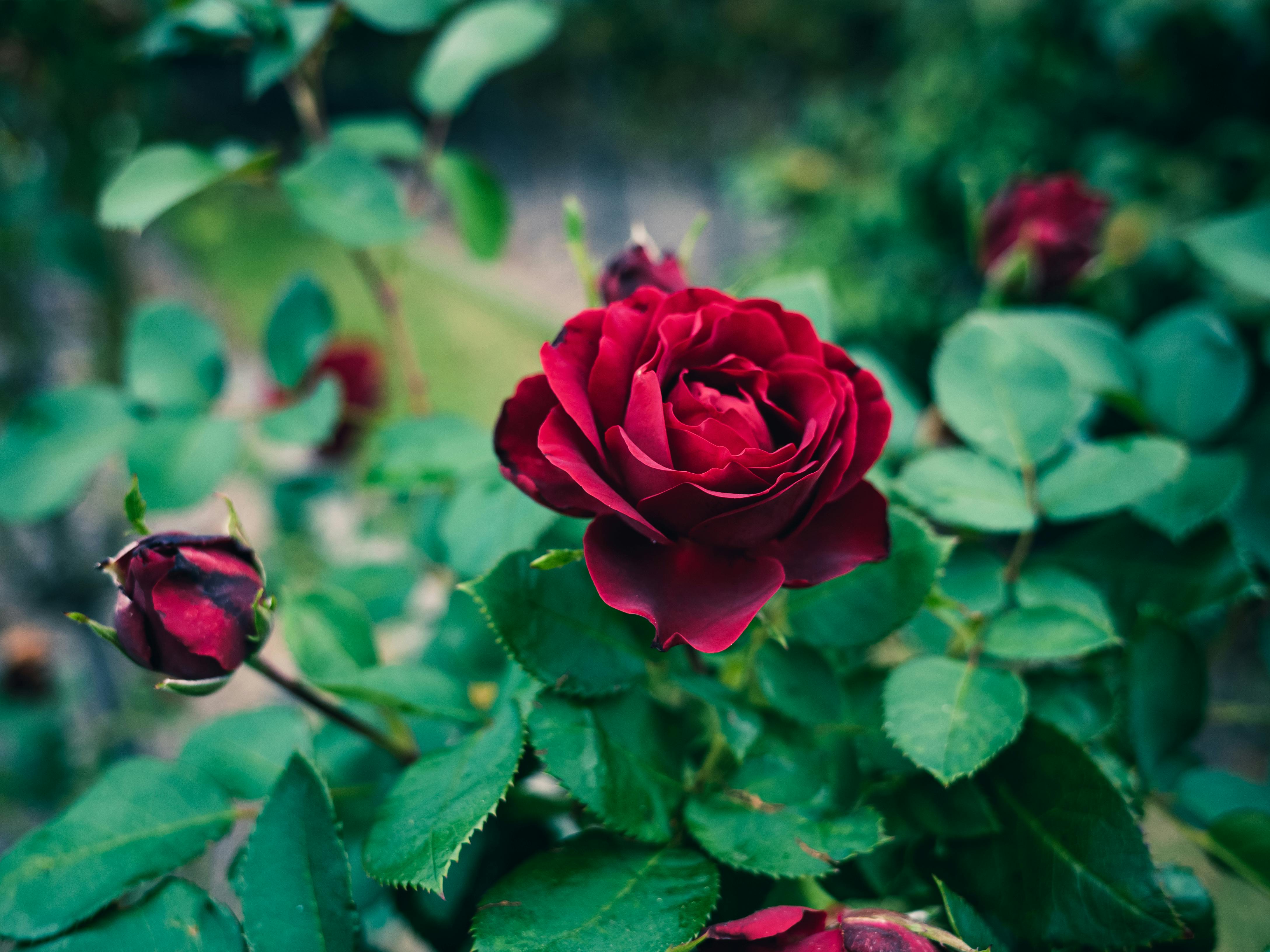 70,000+ Best Red Roses Photos · 100% Free Download · Pexels Stock Photos