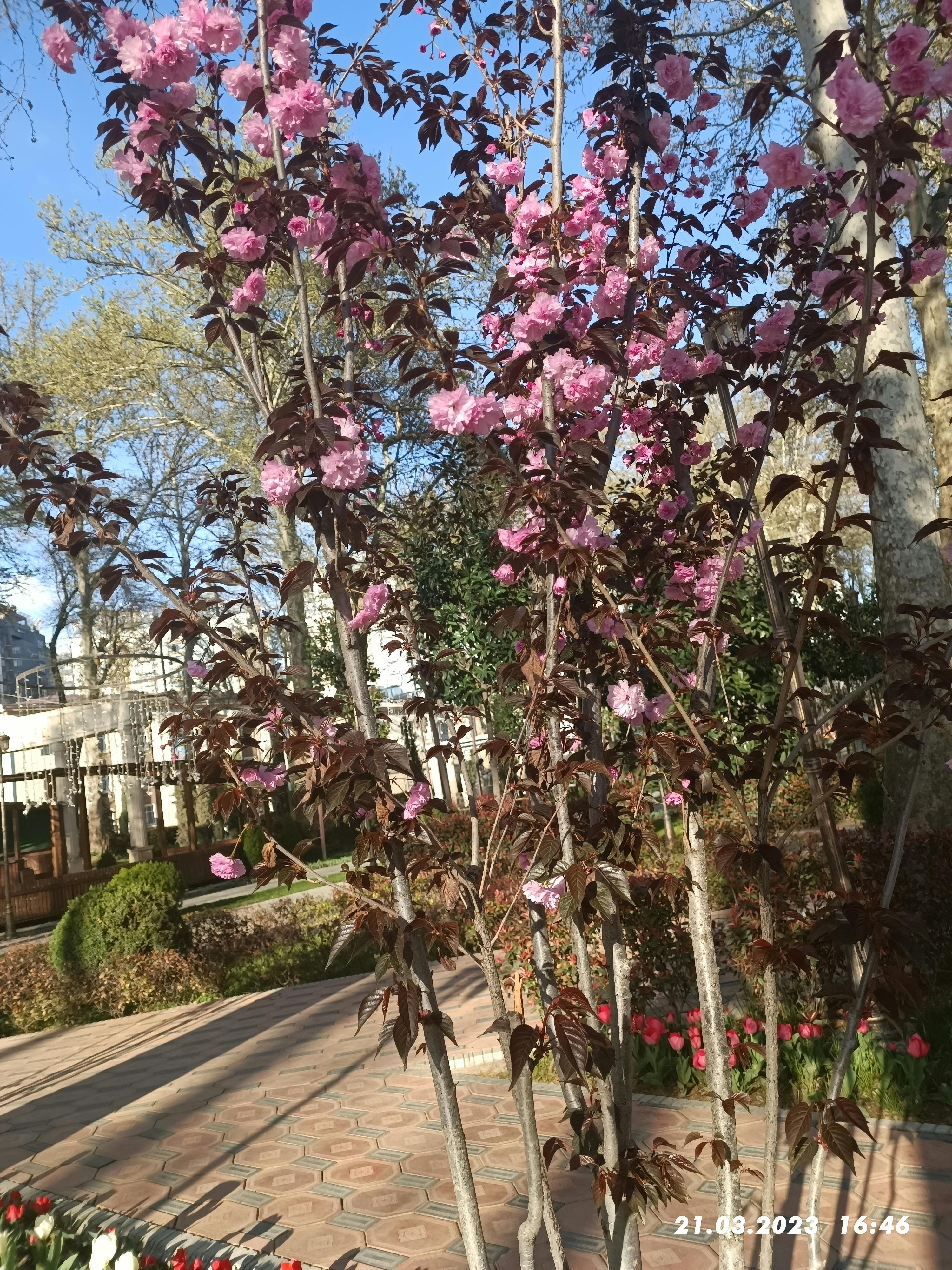 산타모니카 피어 + 일몰 — 1909년 목재 피어 + Pacific Park + Route 66 종점 + 베니스 비치 도보 30분