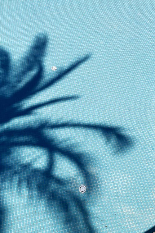 Shadow of Palm Tree Leaves