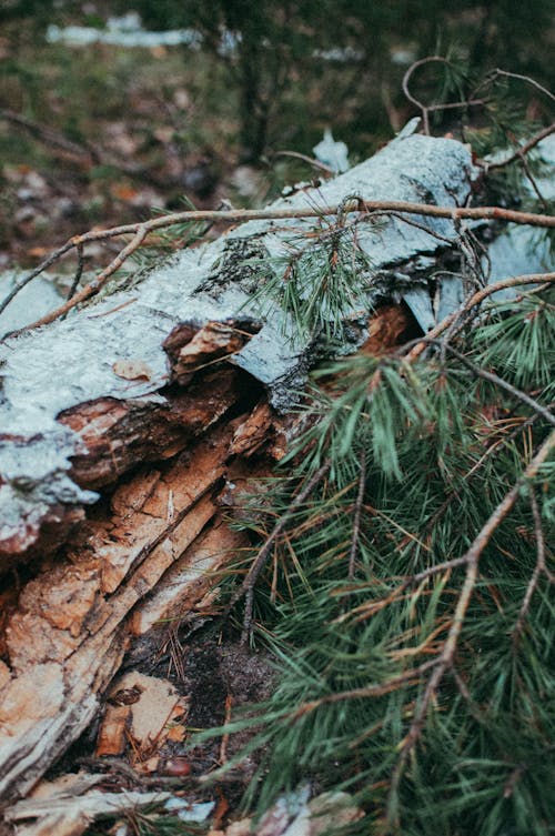 Foto d'estoc gratuïta de arbre, arbre de bedoll, branques