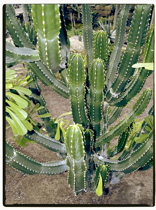 Green Cactus Plant