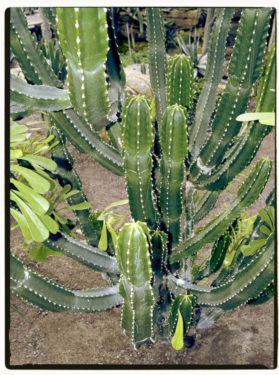 Green Cactus Plant  Free Stock Photo