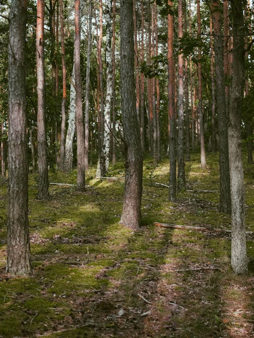 Trees in Green Forest